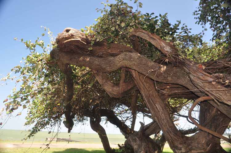 live oak trees